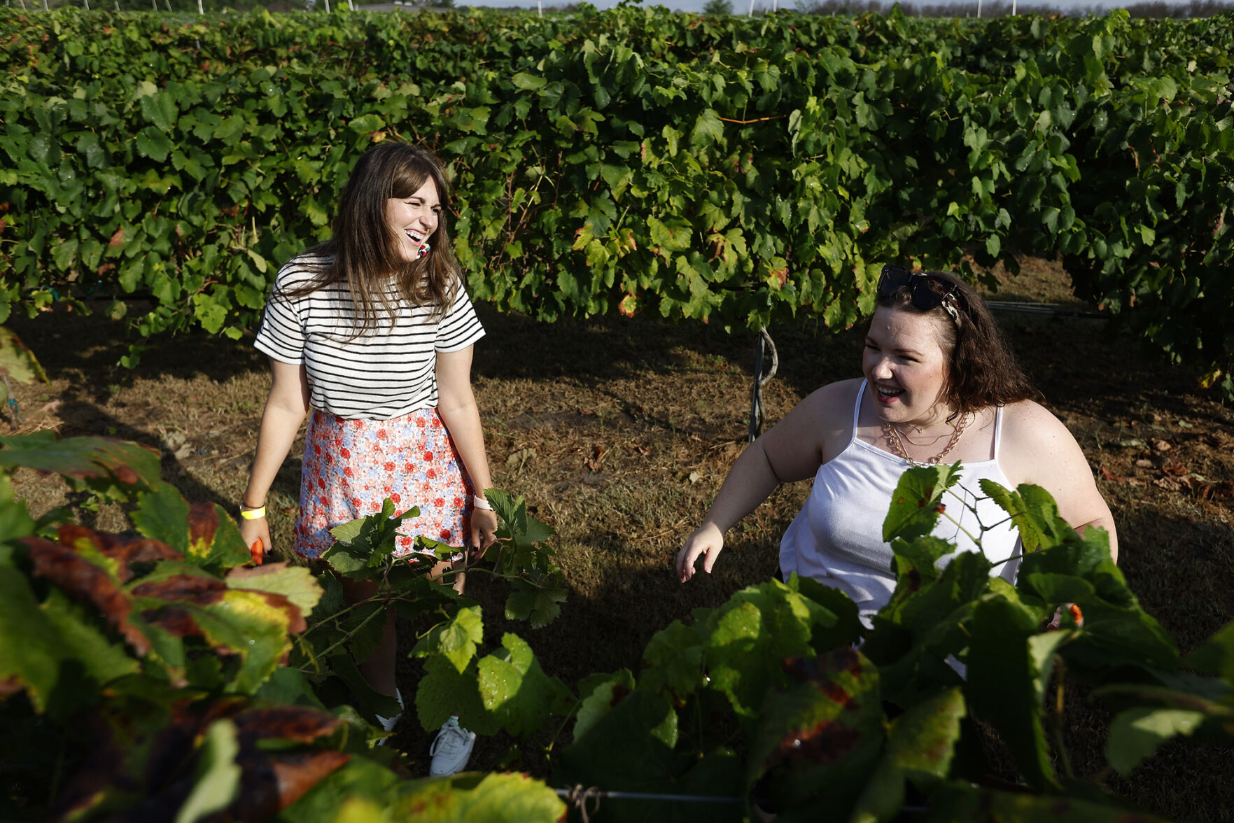 Messina Hof harvest